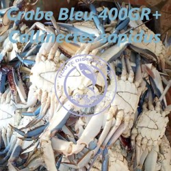 Crabe bleu entier