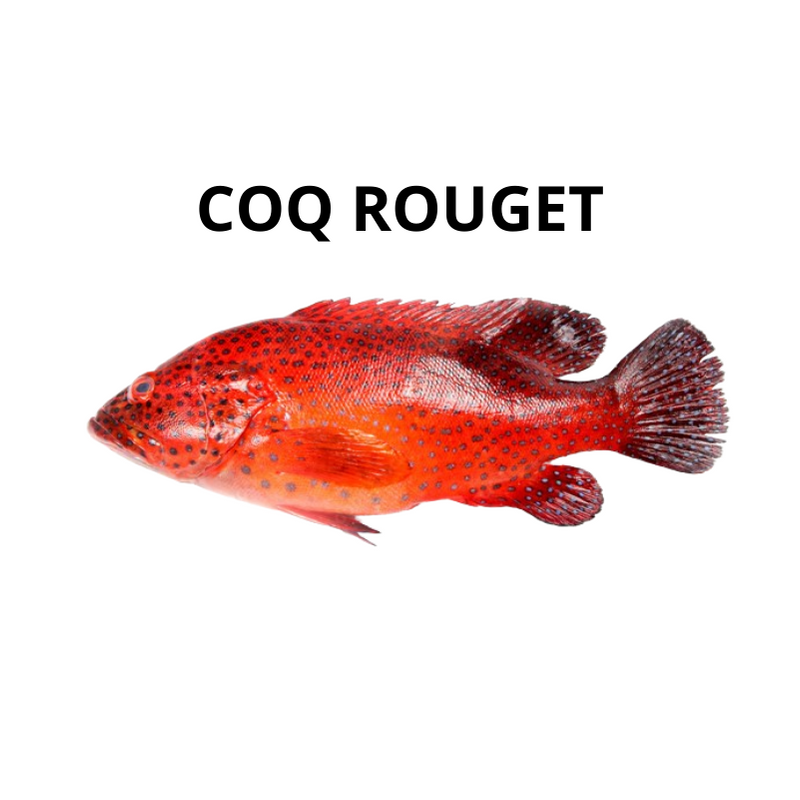 Coq rouge