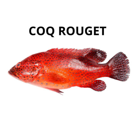 Coq rouge