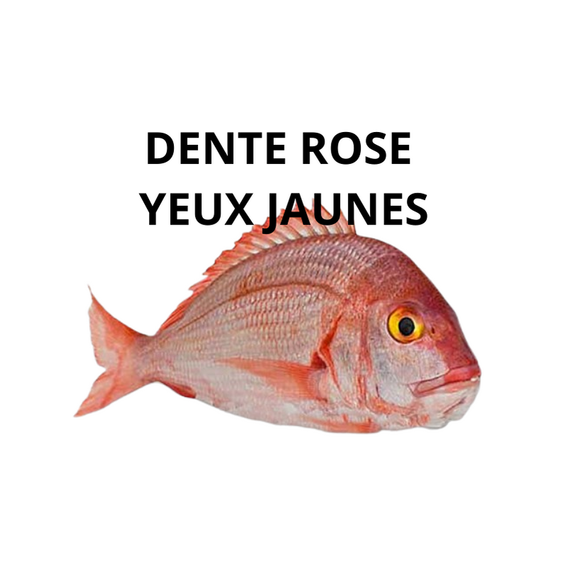 Dente rose yeux jaunes