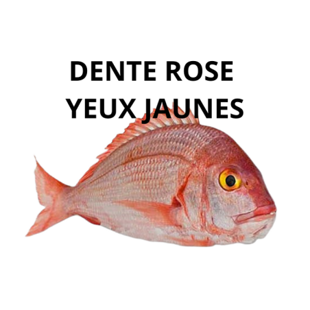 Dente rose yeux jaunes