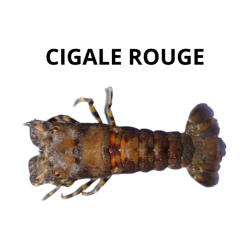 Cigale rouge