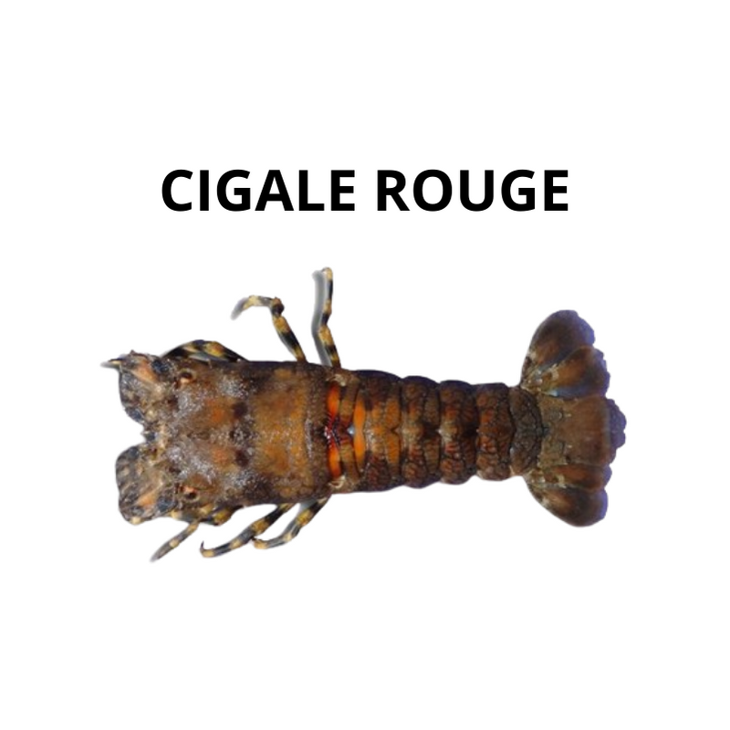 Cigale rouge