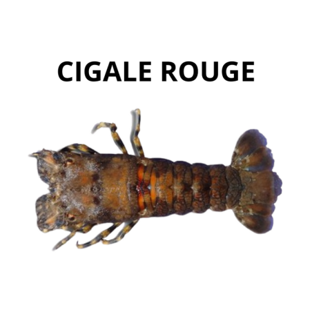 Cigale rouge