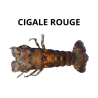 Cigale rouge