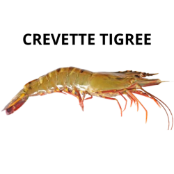 Crevette tigrée