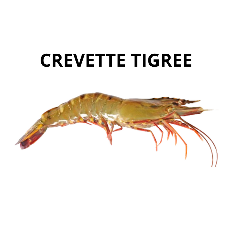 Crevette tigrée