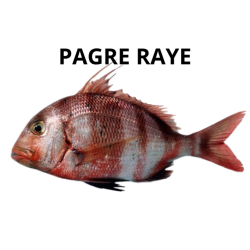 Pagre rayé