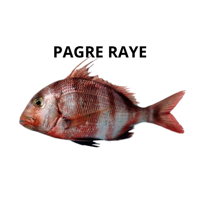 Pagre rayé