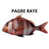 Pagre rayé