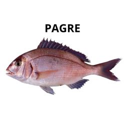 Pagre