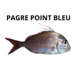 Pagre point bleu