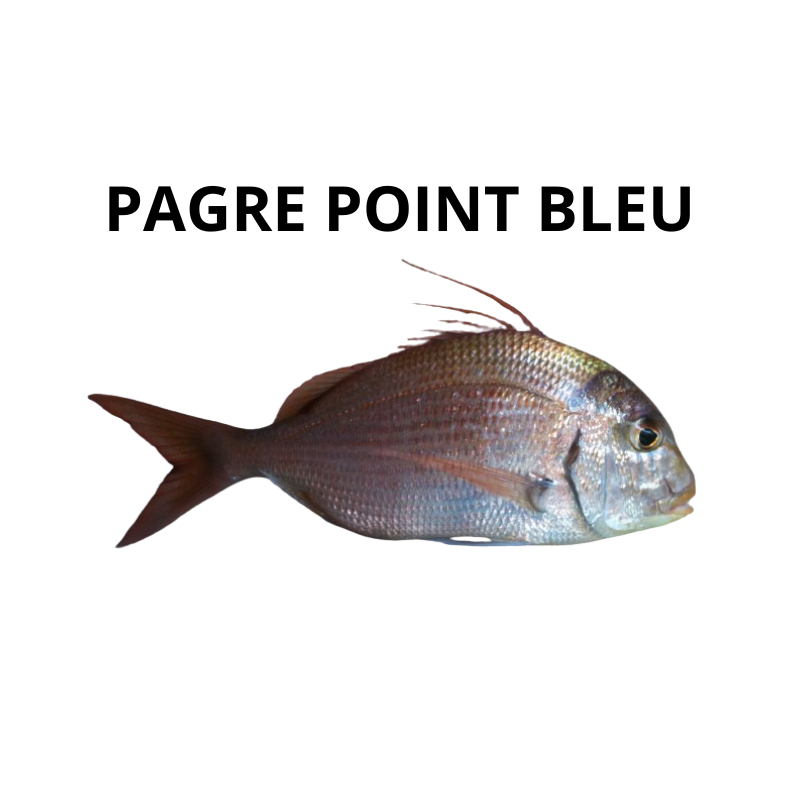 Pagre point bleu