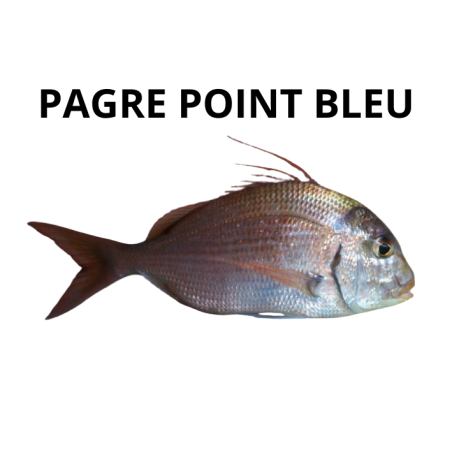 Pagre point bleu