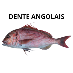 Dente Angolais