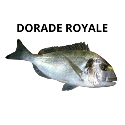 Dorade royale