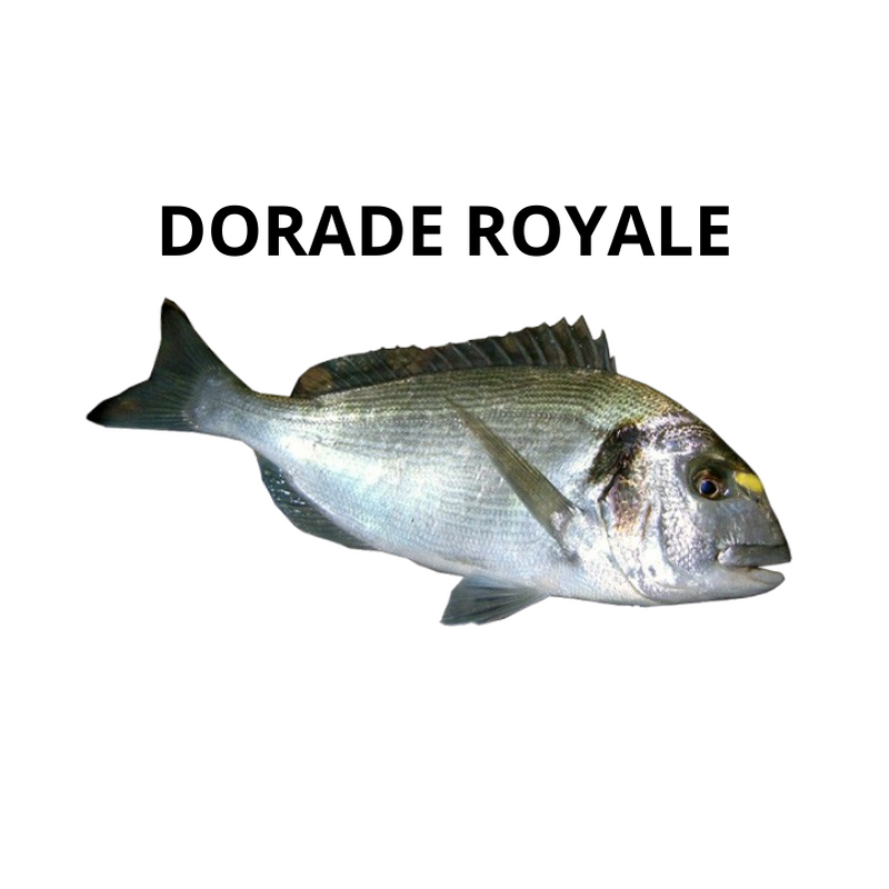 Dorade royale