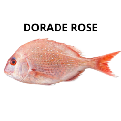 Dorade rose