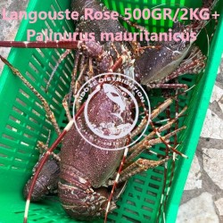 Langouste rose