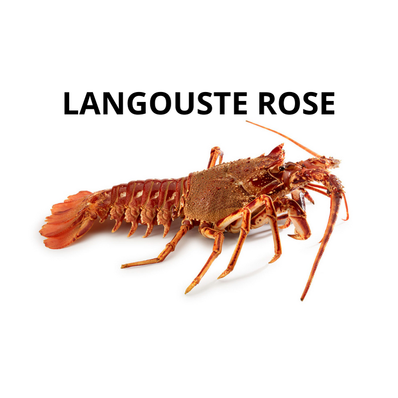 Langouste rose