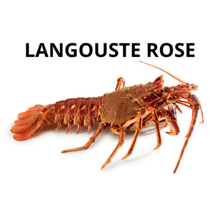 Langouste rose