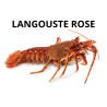 Langouste rose