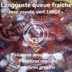 Langouste rose