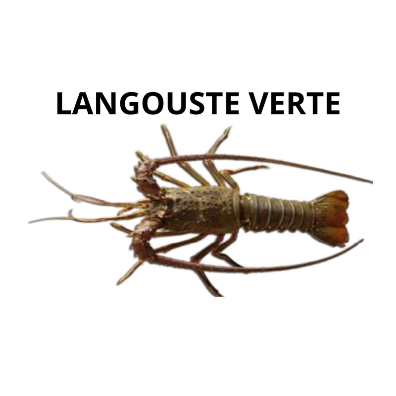 Langouste verte