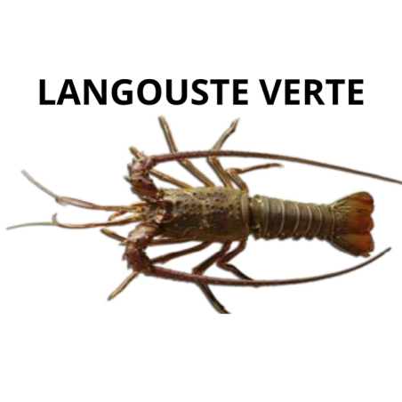 Langouste verte