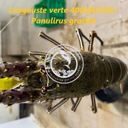 Langouste verte