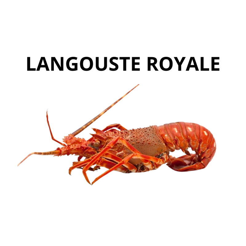 Langouste royale