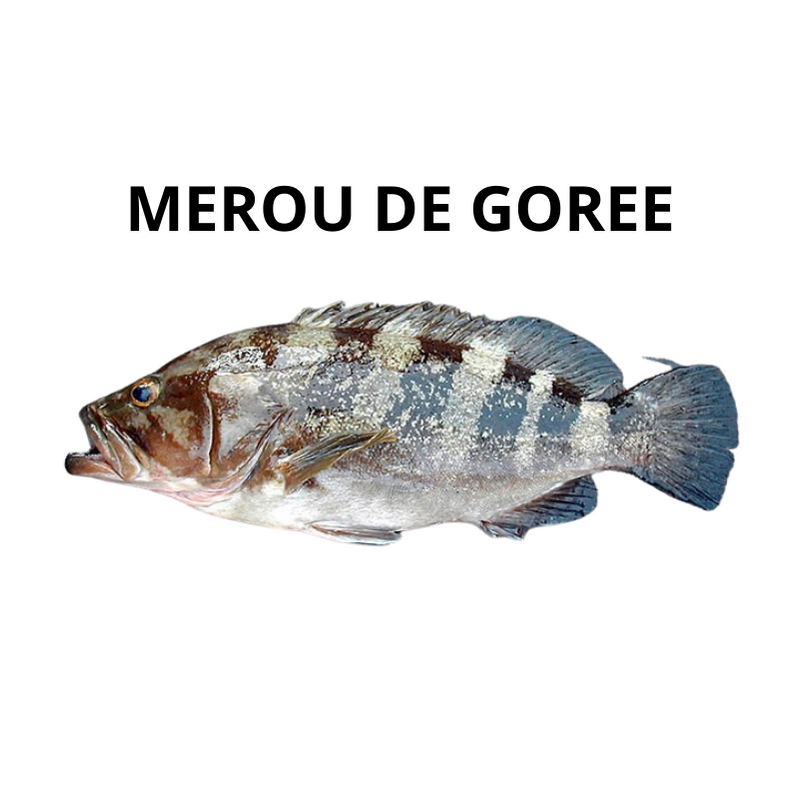 Mérou de Gorée