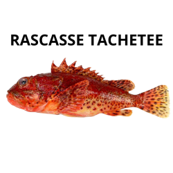 Rascasse tachetée