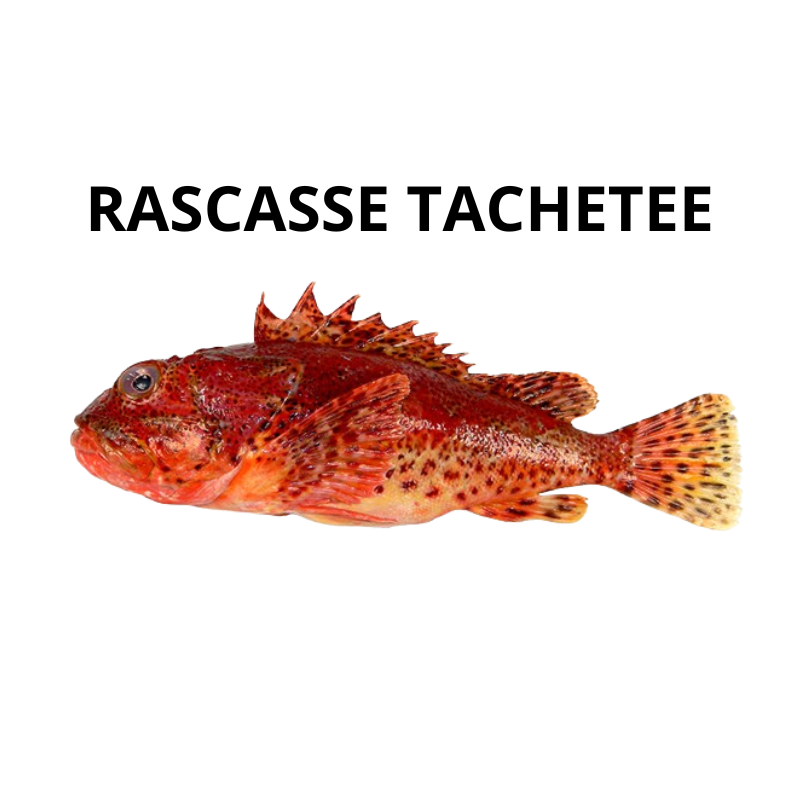 Rascasse tachetée