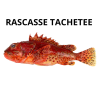 Rascasse tachetée