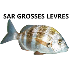 Sar grosses lèvres