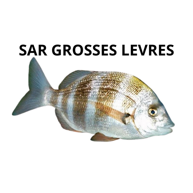 Sar grosses lèvres