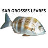 Sar grosses lèvres