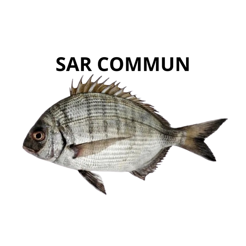 sar commun blanc