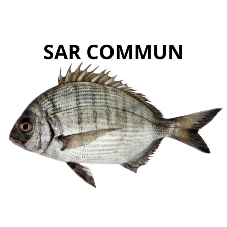 sar commun blanc