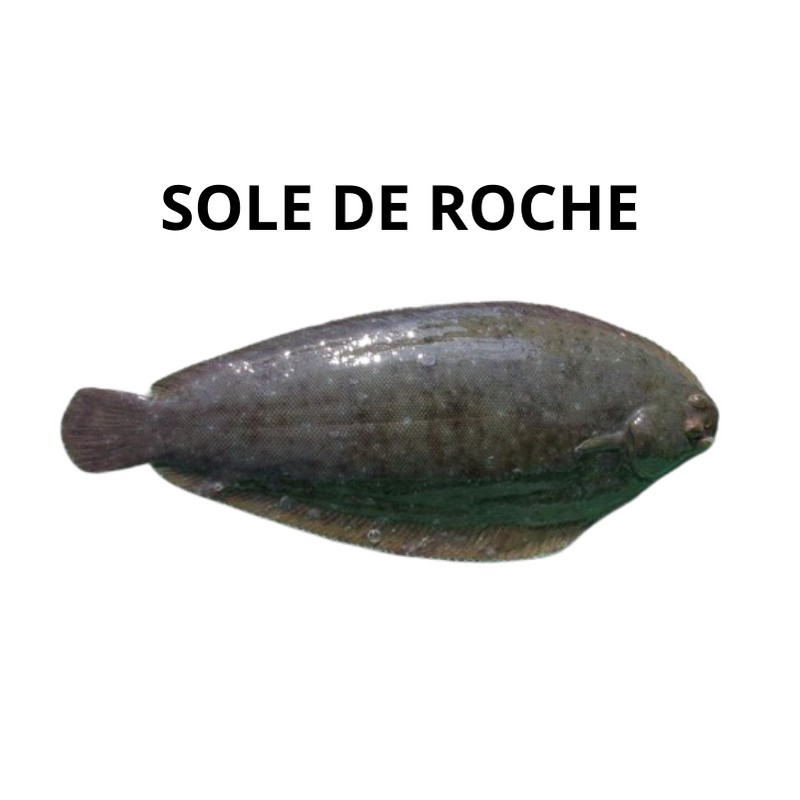 Sole de roche