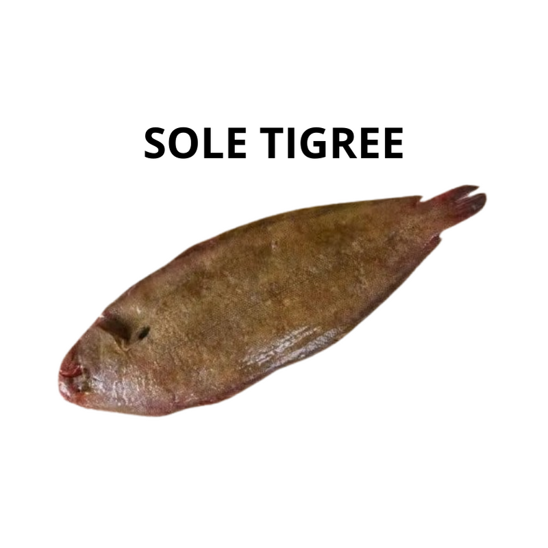 Sole tigrée