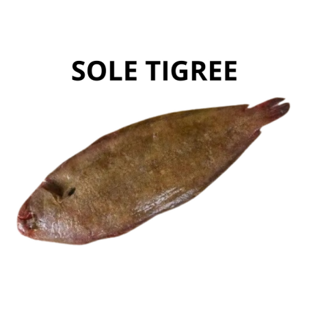 Sole tigrée