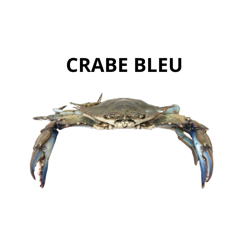 Crabe bleu entier