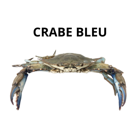 Crabe bleu entier