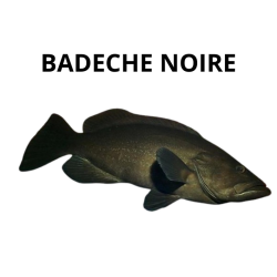 Badèche noire