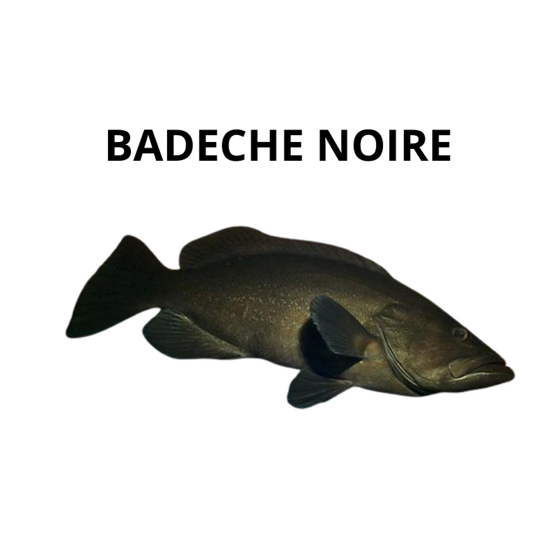 Badèche noire