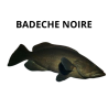 Badèche noire