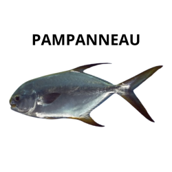 PAMPANNEAU