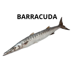 Barracuda